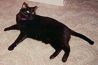 Sheba