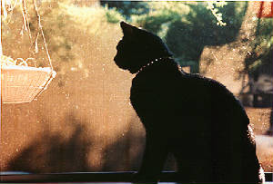 Sheba In The Window